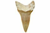 Fossil White Shark Tooth - Dakhla, Morocco #365251-1